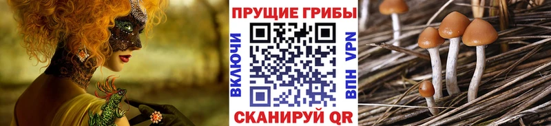 гидра сайт  Луховицы  Галлюциногенные грибы Psilocybine cubensis 
